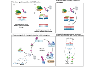 work-schematic-model-300ppi.png