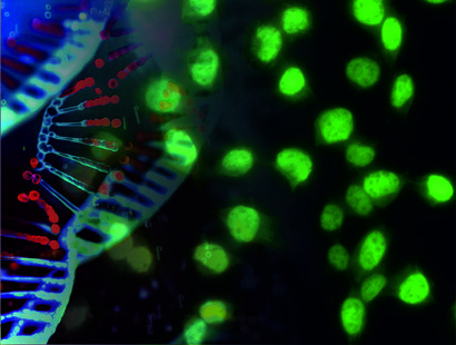 The impact of chronic genome instability on tissue homeostasis and how reduced diet alleviates DNA damage-driven functional deterioration